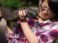 Самая большая саламандра в мире находится на грани исчезновения 