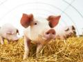 Импорт свинины в Украину вырос в два раза 