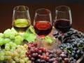 Во Львове устроят фестиваль винограда и вина «Галицкая лоза»