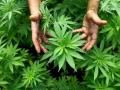 В США впервые одобрили лекарство на основе марихуаны 