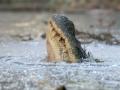 В США аллигаторы вмерзли в лед из-за холодов 