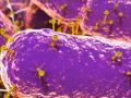 Ученые обнаружили в кишечнике человека 140 тысяч видов вирусов 