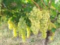 В Украине начали продавать первый в этом сезоне виноград