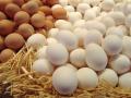 На украинские яйца растет спрос