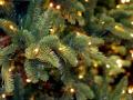 В Украине начинается продажа новогодних елок