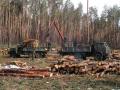За последнее десятиление в Украине вырубили 4 млн га леса 