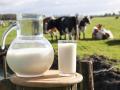 Украина увеличила экспорт молока в четыре раза 