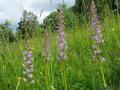 В Луганской области обнаружили редкую дикую орхидею 