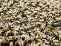 Почему гибнут украинские пчелы?