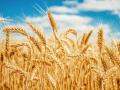 В Украине из-за засухи под угрозой 50% зерновых 