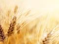 Аграрии намолотили уже первый миллион тонн зерна 