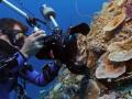 "Неймовірне відкриття": біля берегів Таїті знайшли великий незайманий кораловий риф