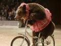 Украинские цирки должны за год обновить программы без животных