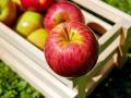 Из каких яблок варить самые вкусные джемы и варенья