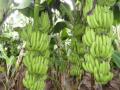В Туркменистане впервые вырастили урожай бананов 