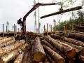 У экспортеров лесопродукции выявили 20 миллионов «неучтенного» дохода – ГФС Украины