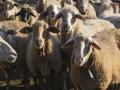 Спасение овец из «таможенного плена»