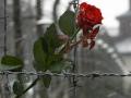 Память о жертвах Холокоста должна стать предостережением, к чему может привести политика ненависти - Порошенко