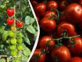 Ці 3 культури потрібно посадити поруч із помідорами: урожай буде в 5 разів більшим
