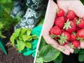 Перша обробка полуниці у квітні - найважливіша: від неї залежить майбутній урожай