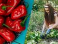 Врожаю буде на все літо: які рослини-компаньйони підвищать родючість перцю