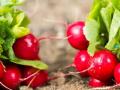 Чому редиска стає гіркою, як виростити її солодкою: секрети ідеального коренеплоду