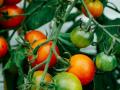 Не зробите цього — втратите врожай: як вберегти помідори від фітофтори