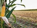 Коли сіяти кукурудзу, щоб уникнути її перемерзання та зібрати щедрий врожай