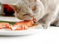 Що не можна давати котам: список продуктів вас здивує