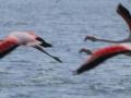 Фламінго на Тузлівських лиманах — перші розвідники прилетіли з моря і є надія на гніздування