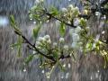 Дожди с грозами и летняя жара: синоптики удивили прогнозом погоды на выходные