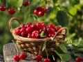Вишневая пора: польза и вред ягоды