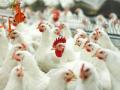 Украина будет экспортировать в Гонконг мясо птицы
