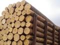 ГПУ «накрыла» крупную партию контрабандной ценной древесины