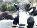 В Таиланде группа туристов чуть не утонула из-за слона
