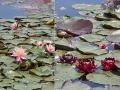 У Києві на озері розквітла водяна клумба з німфеями