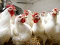 Украина попала в ТОП-3 экспортеров курятины в ЕС 