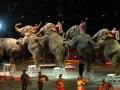 В Чехии намерены запретить использовать животных в цирках