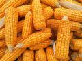 Украина стала единственным экспортером кукурузы в Египет
