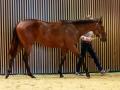 Во Франции с аукциона купили коня по цене 10 квартир в центре Киева