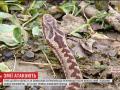 На Прикарпатье участились случаи нападения змей 