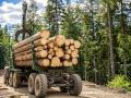На УУБ відбулися аукціони з продажу необробленої деревини/деревини дров'яної та укладання деривативних контрактів (форвардів) на друге півріччя 2026 року