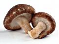 На Закарпатье собирают уже четвертый урожай экзотических грибов 