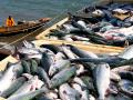 В России сотни килограммов лосося высыпались на дорогу