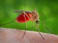 Может ли комар заразить коронавирусом: комментарий врача
