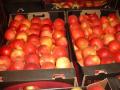 Украина побила рекорд по экспорту яблок