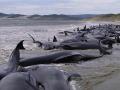 В Австралии на берег выбросились дельфины 