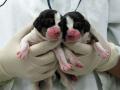 В Китай пришла новая мода: клонирование домашних животных