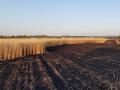 Пшеница в огне: пожары на Донбассе грозят урожаю пшеницы