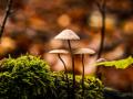 "Це темна матерія": на Землі понад два млн видів грибів досі не ідентифіковані